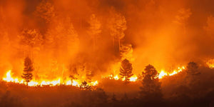 4 Ways Drones Fight Forest Fires